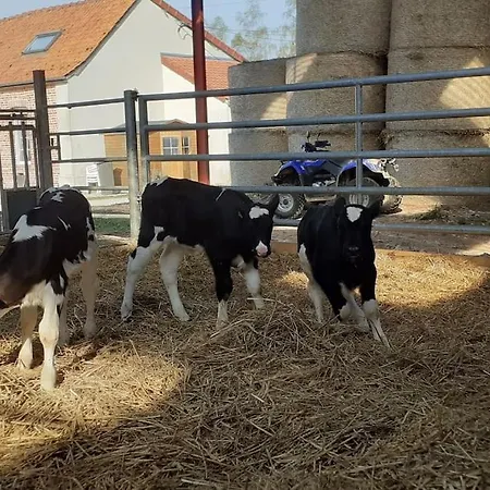 Gite A La Ferme Le Vivier Lottinghen Extérieur photo